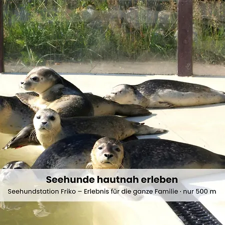Nordsee-auszeit - Hafenruh - Haustierfrei - 500 M Zur Seehundstation - Ideal Fuer Familien & Paare Lägenhet *