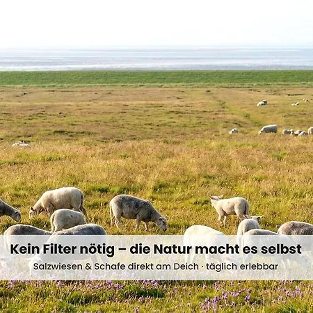 Lejlighed Nordsee-auszeit - Hafenruh - Haustierfrei - 500 M Zur Seehundstation - Ideal Fuer Familien & Paare Friedrichskoog