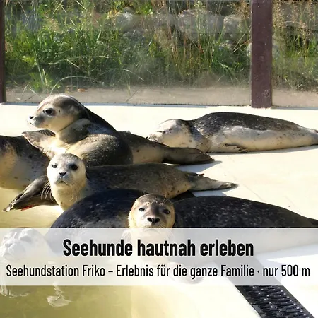 Nordsee-auszeit - Hafenruh - Haustierfrei - 500 M Zur Seehundstation - Ideal Fuer Familien & Paare *